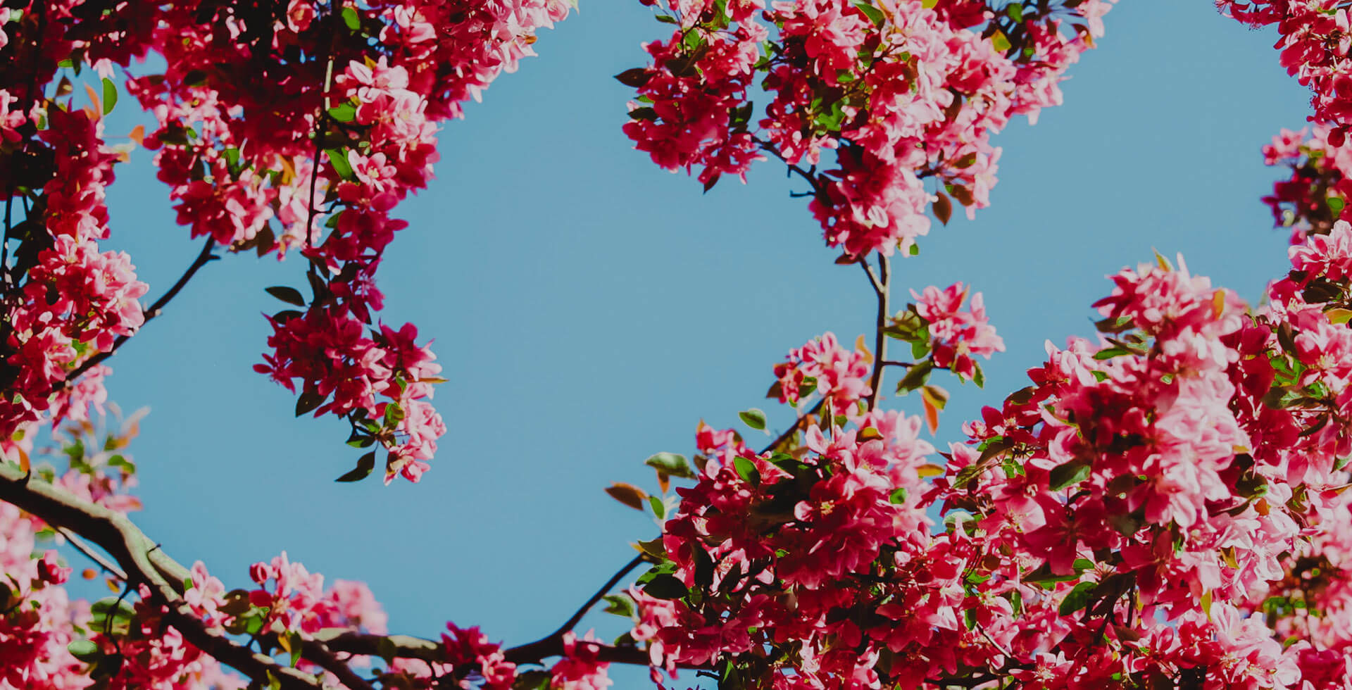 Frühling Baum rosa